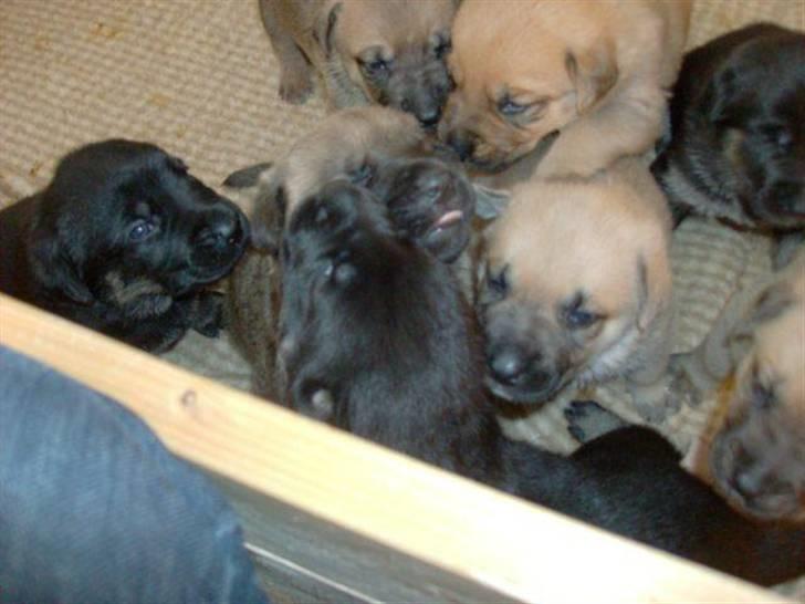 Blanding af racer samanhta billede 7