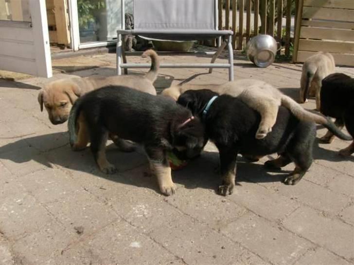 Blanding af racer samanhta billede 8