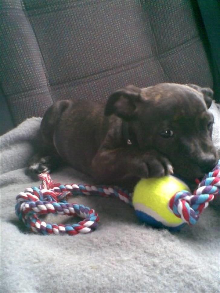 Staffordshire bull terrier Feta billede 8