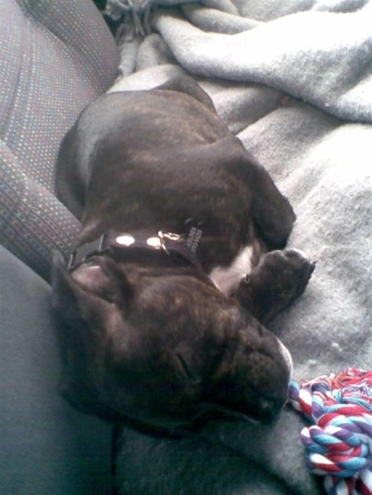 Staffordshire bull terrier Feta billede 9