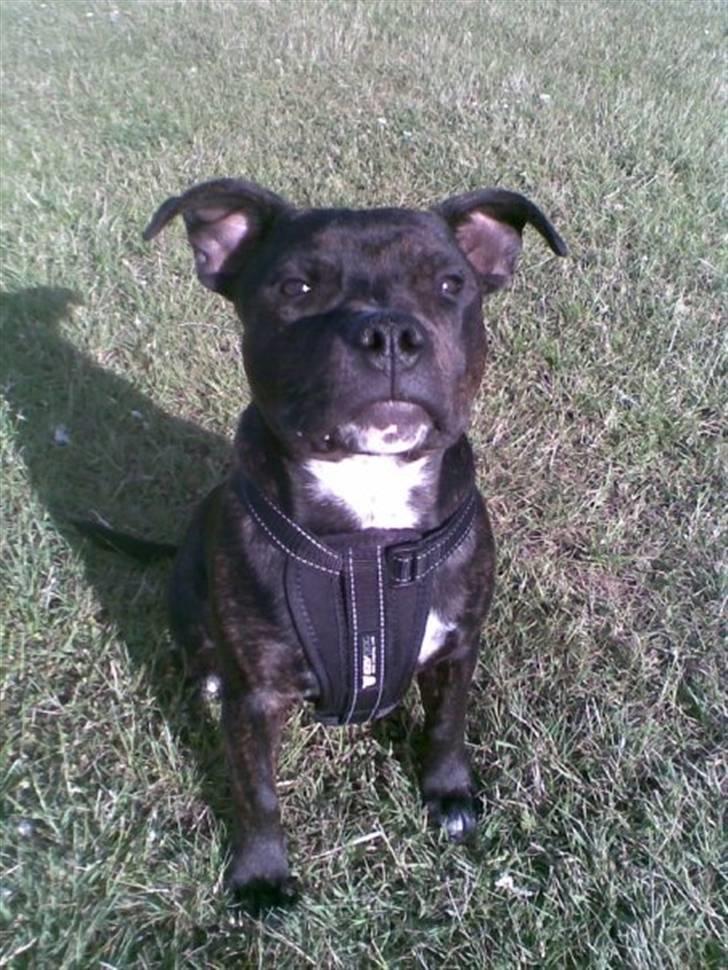 Staffordshire bull terrier Feta billede 10