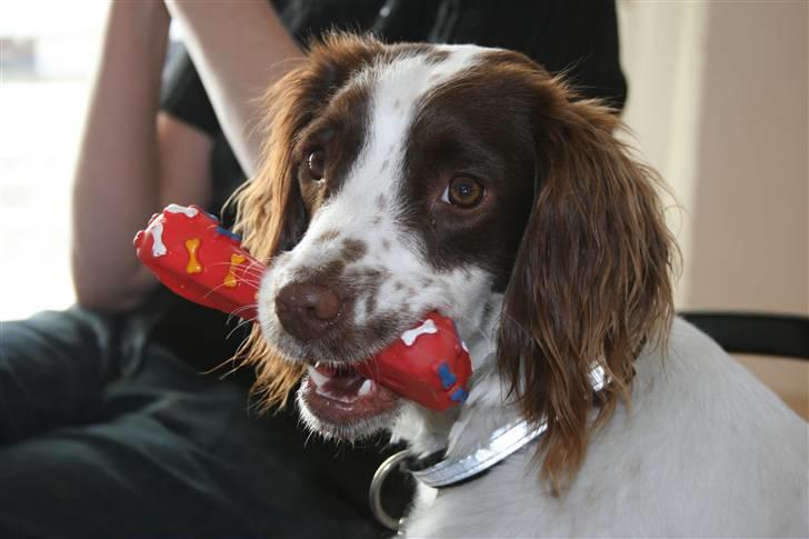 Field Trial spaniel Emma <3 billede 15