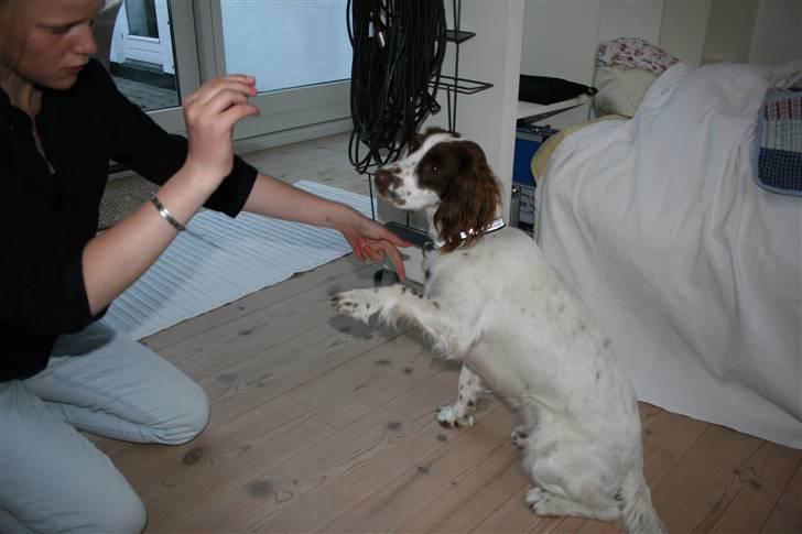 Field Trial spaniel Emma <3 billede 16