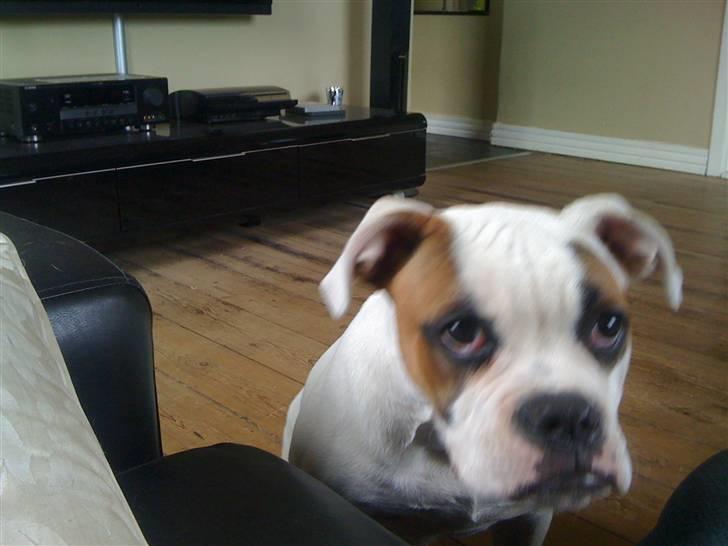 Amerikansk bulldog chevy billede 12