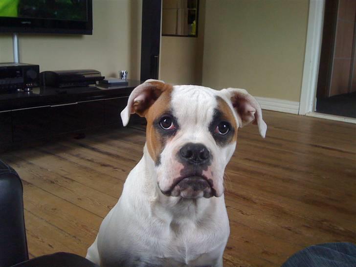 Amerikansk bulldog chevy - er jeg ikke bare en smuksag  billede 13