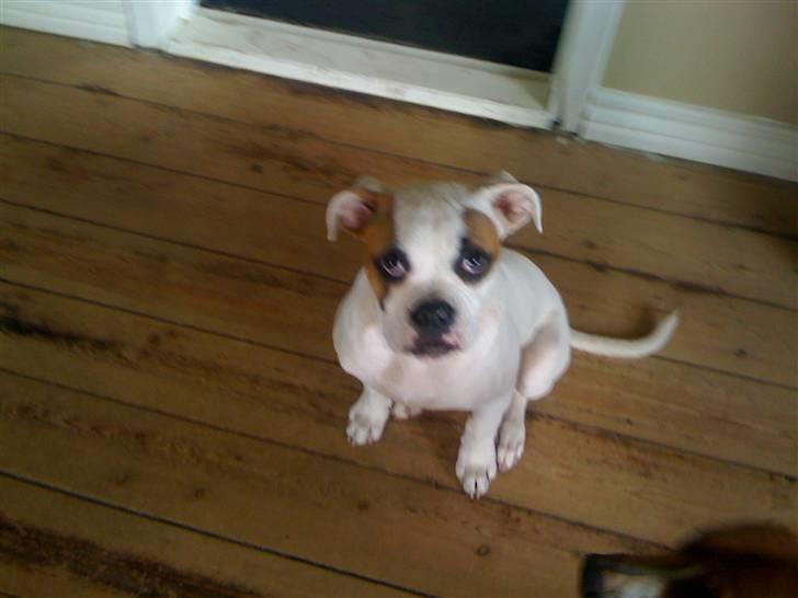 Amerikansk bulldog chevy billede 14