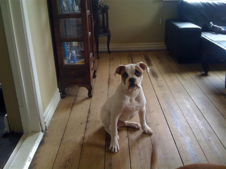 Amerikansk bulldog chevy billede 15