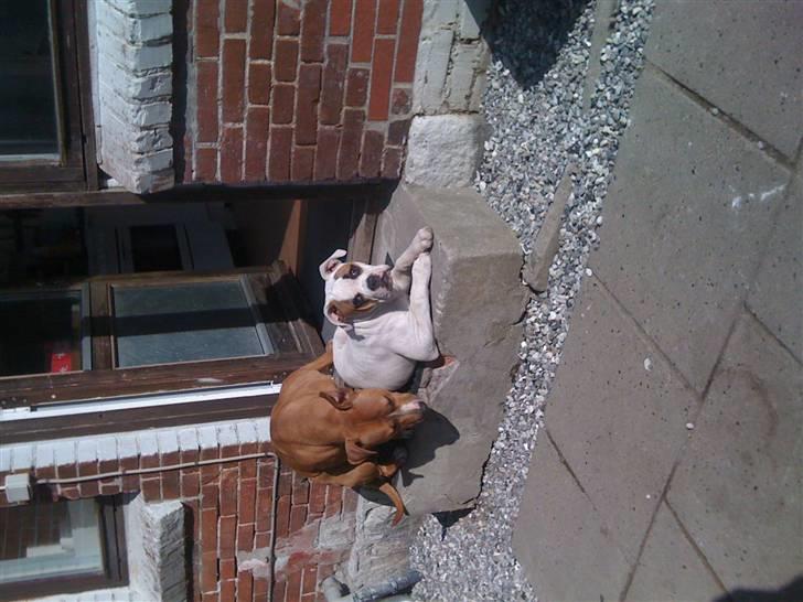 Amerikansk bulldog chevy billede 16