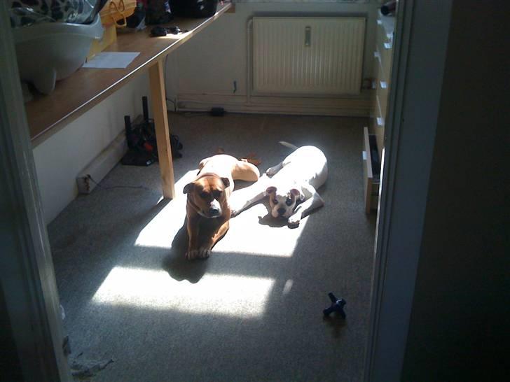 Amerikansk bulldog chevy billede 17