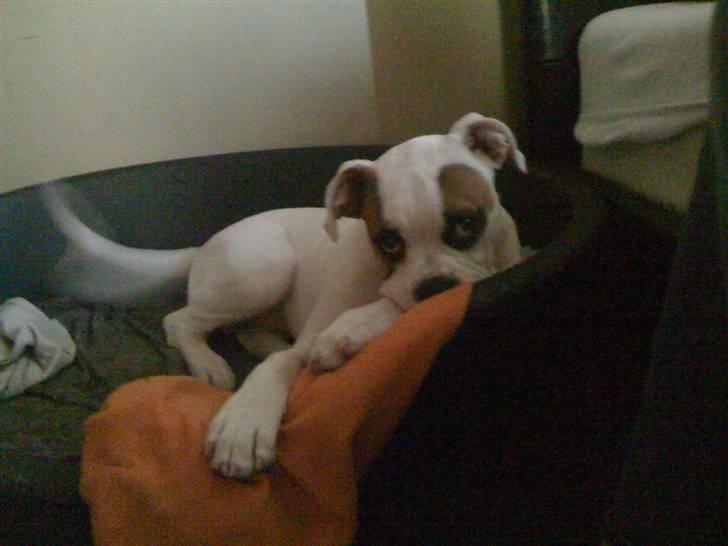 Amerikansk bulldog chevy billede 18