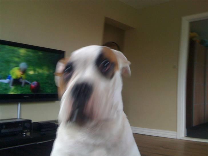 Amerikansk bulldog chevy billede 19