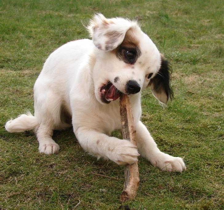 Blanding af racer Kaia - Mmmm....... Go´ pind! billede 2