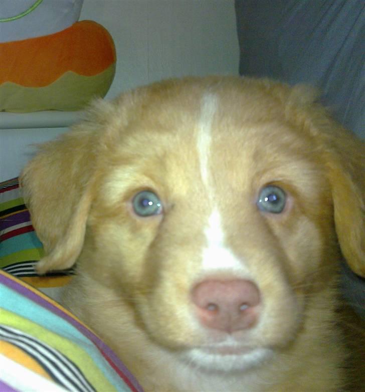 Nova scotia duck tolling retriever Shaggy tollers Wild lonel billede 1