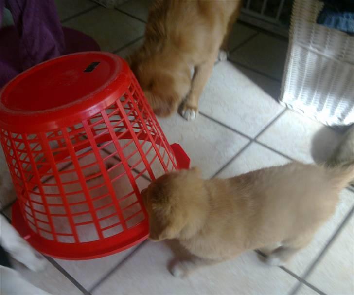 Nova scotia duck tolling retriever Shaggy tollers Wild lonel billede 2