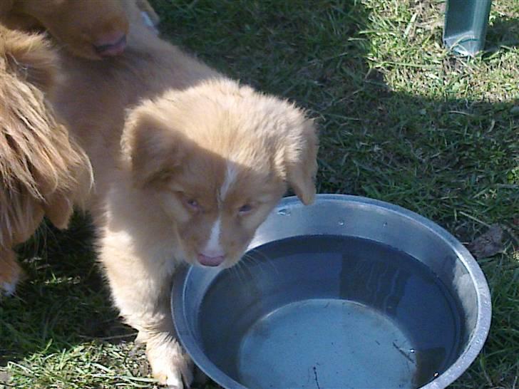 Nova scotia duck tolling retriever Shaggy tollers Wild lonel billede 3