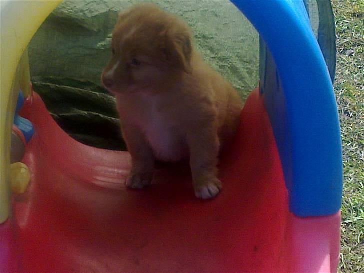 Nova scotia duck tolling retriever Shaggy tollers Wild lonel billede 4