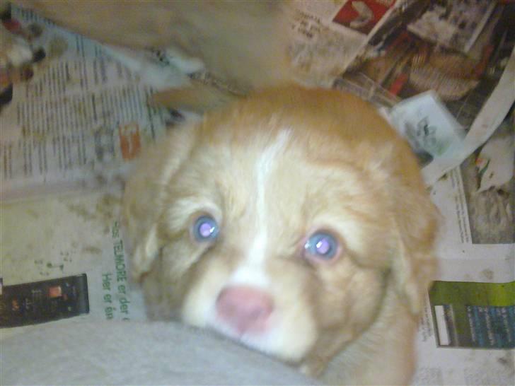 Nova scotia duck tolling retriever Shaggy tollers Wild lonel billede 5