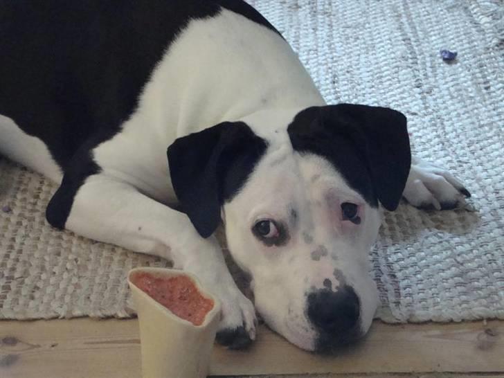 Amerikansk staffordshire terrier Baily " The one and only " - Baily <3 billede 11