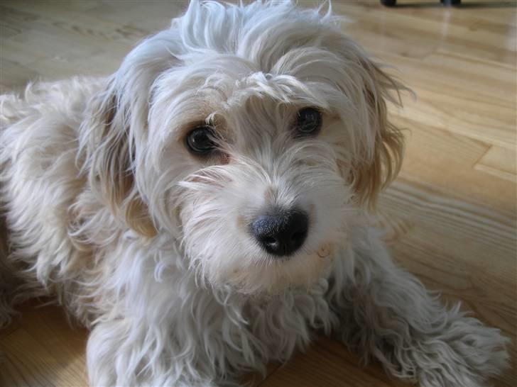 Blanding af racer Pancho billede 1