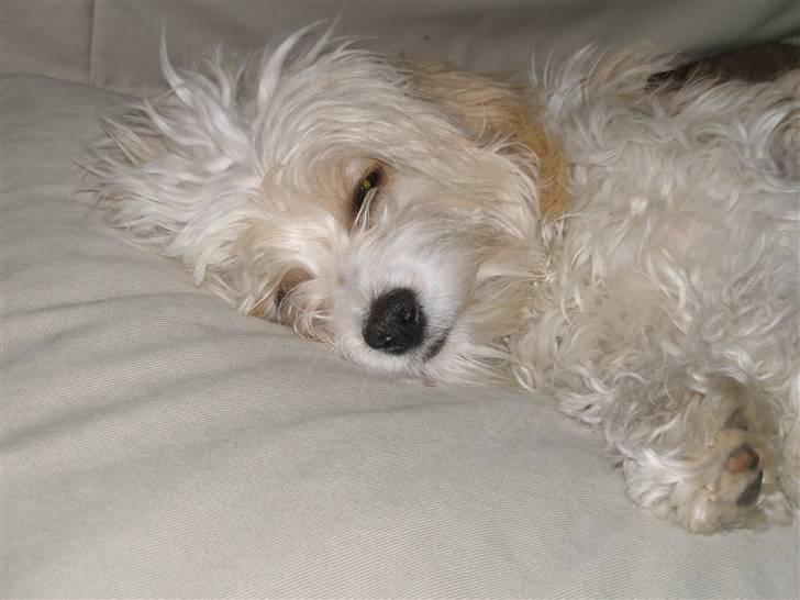 Blanding af racer Pancho billede 2