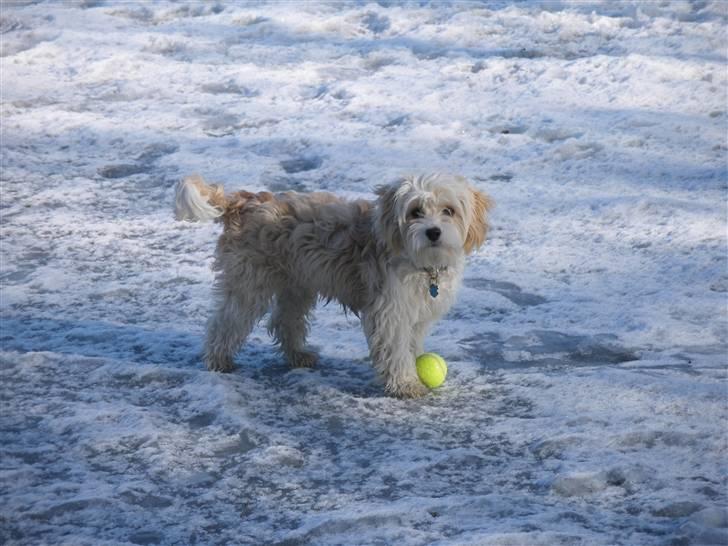 Blanding af racer Pancho billede 4