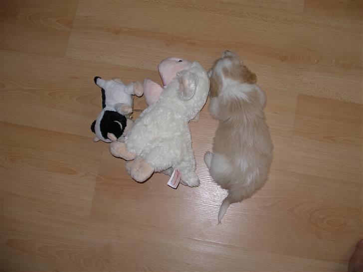 Blanding af racer Pancho billede 7