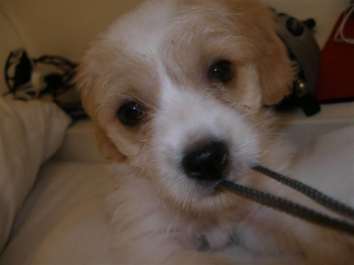 Blanding af racer Pancho billede 8