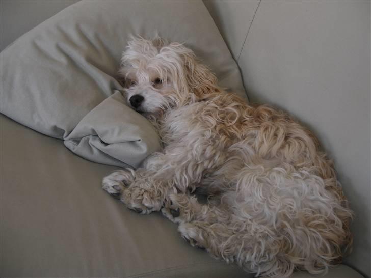 Blanding af racer Pancho billede 9