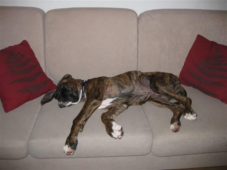 Blanding af racer Elvis - Ja han må jo ikke ligge i sofaen men når mor og far ikke kigger og de pludselig kommer ind i stuen er det jo svært at nå ned igen :-) billede 9