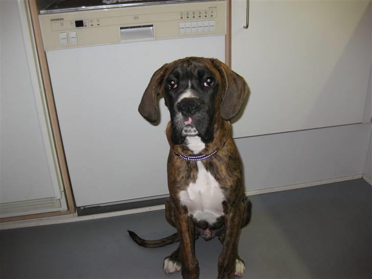 Blanding af racer Elvis - Elvis 4 måneder billede 10