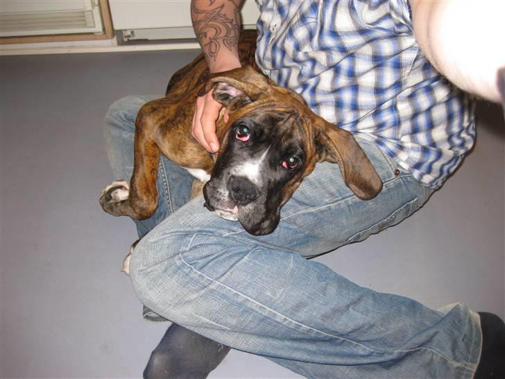 Blanding af racer Elvis billede 12