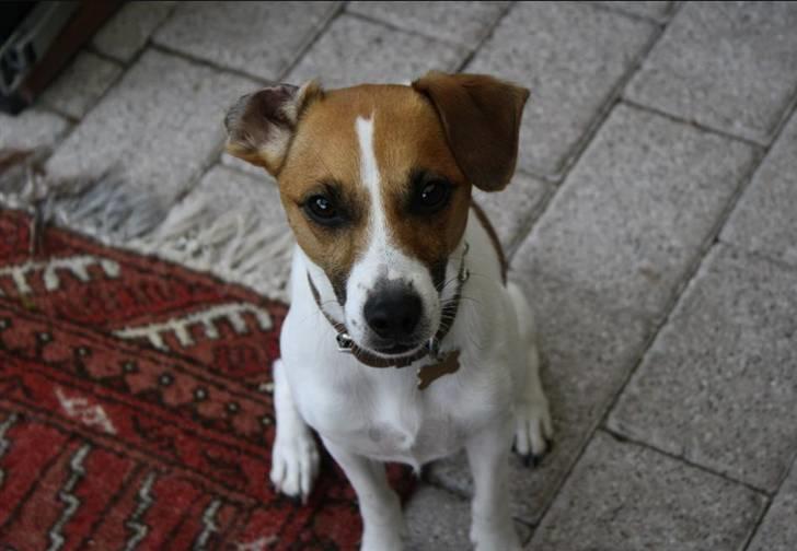 Dansk svensk gaardhund Anton - Så smuk! :) billede 17