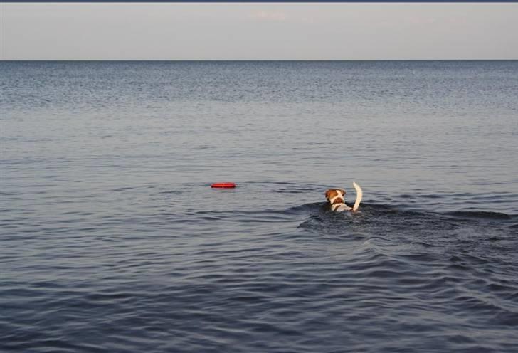 Dansk svensk gaardhund Anton - øv altså, der var nogen der kastede min dims heeelt ud i vandet... Hmmm. Gider ellers ikke svømme for meget... billede 18