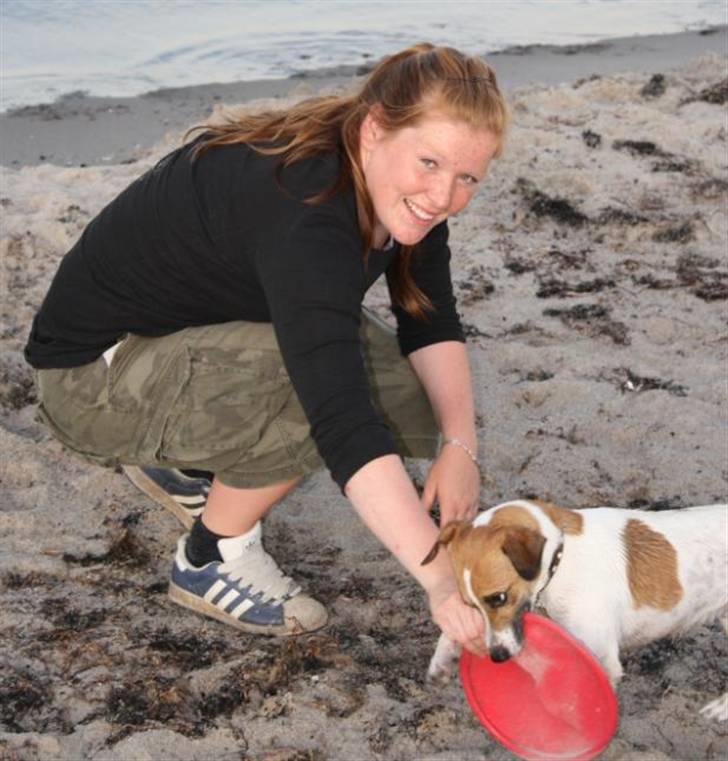 Dansk svensk gaardhund Anton - leger lige frisbee med mennesket.  billede 19