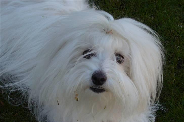 Coton de tulear Silke - Mos i pelsen billede 2