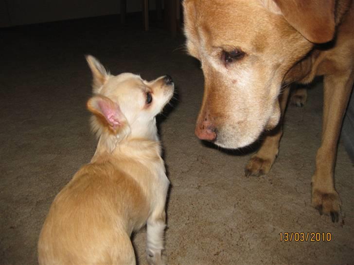 Chihuahua Fernando billede 6