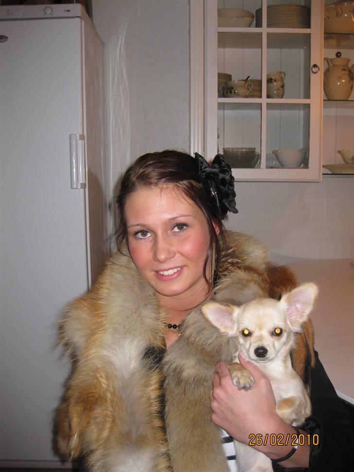 Chihuahua Fernando billede 7