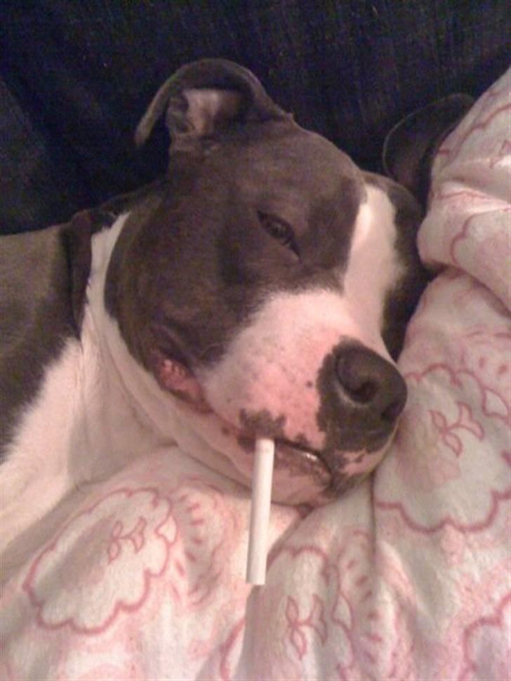 Amerikansk staffordshire terrier Commando Aio billede 13