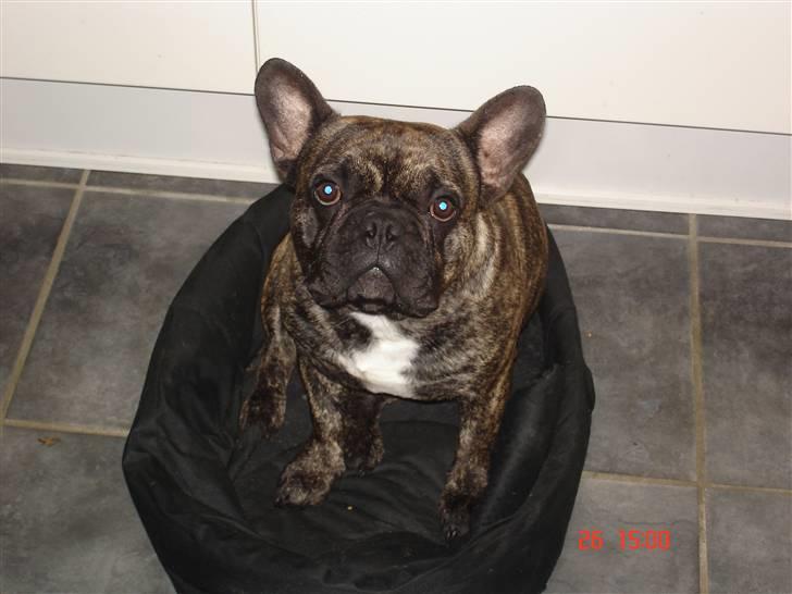 Fransk bulldog Ludwig *død* RIP billede 11