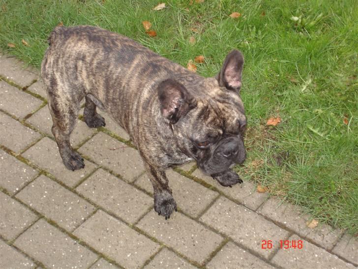 Fransk bulldog Ludwig *død* RIP billede 12