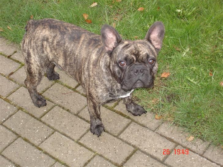 Fransk bulldog Ludwig *død* RIP billede 13