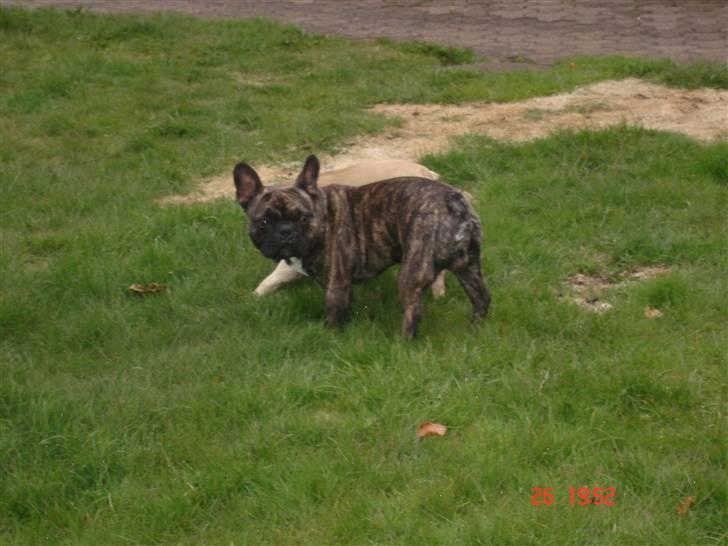 Fransk bulldog Ludwig *død* RIP billede 14