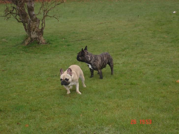 Fransk bulldog Lisbeth billede 6