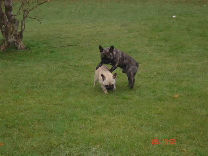 Fransk bulldog Lisbeth billede 7