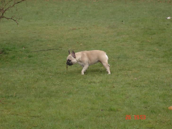 Fransk bulldog Lisbeth billede 8