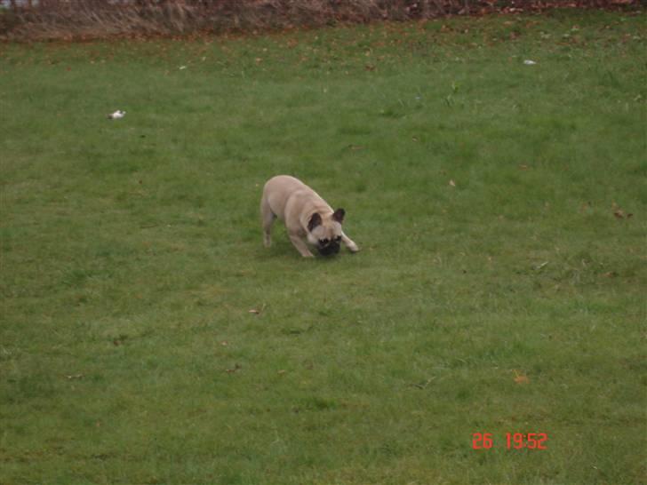 Fransk bulldog Lisbeth billede 9