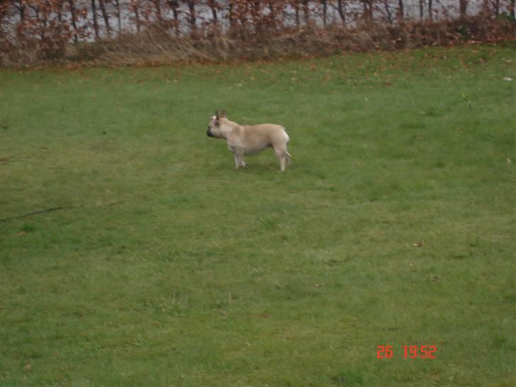 Fransk bulldog Lisbeth billede 10