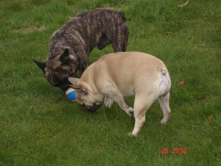 Fransk bulldog Lisbeth billede 11