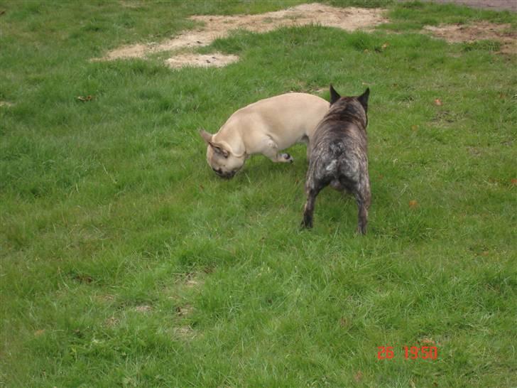 Fransk bulldog Lisbeth billede 12