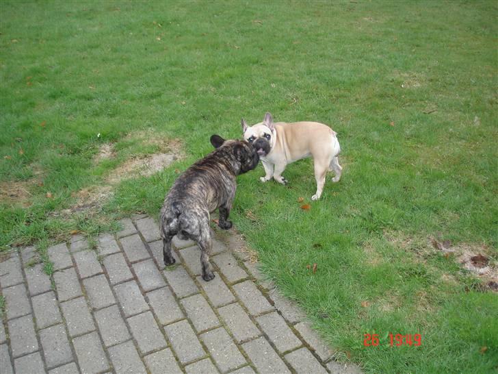 Fransk bulldog Lisbeth billede 13